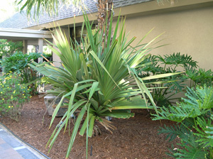 pandanus at holiday inn oceanfront