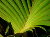 pandanus utiilis foliage