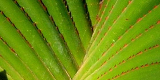 pandanus utilis foliage fan