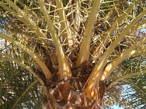 phoenix sylvestris crown