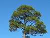 pinus elliottii in parkway