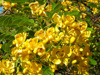 senna corymbosa