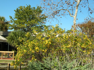 senna corymbosa in mall