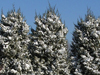 snowy arborvitaes