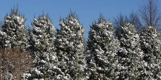 snowy arborvitaes