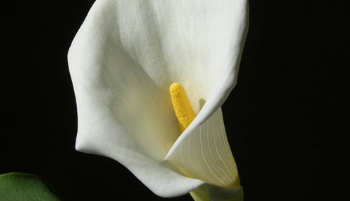 butterfly amaryllis