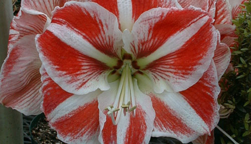 butterfly amaryllis