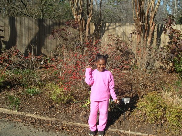 honeybees on winter sun mahonia