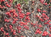 snow on crabapple cluster