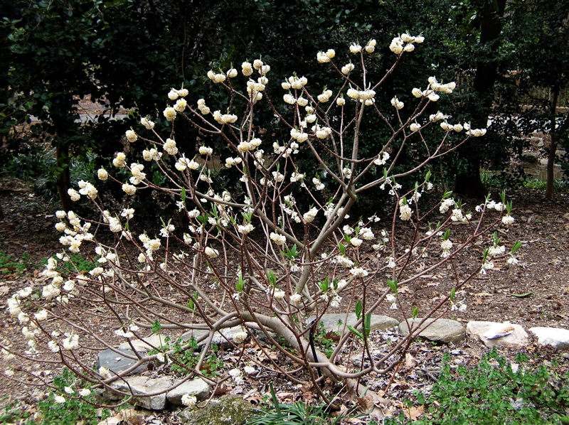 paperbush flowers