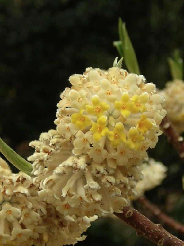 paperbush flowers