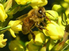 honeybee on mahonia