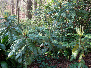 mahonias sprawling across ground