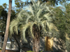 pindo palm in parkway