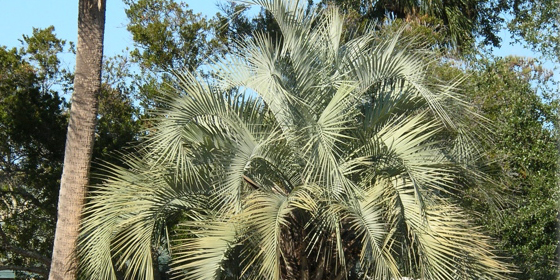 pindo palm in parkway