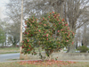 red camellia japonica bush