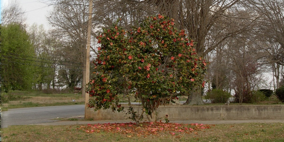 camellia japonica red bush