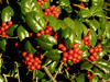 burford holly berries