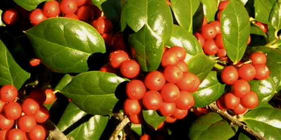 burford holly berries