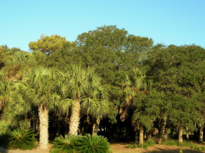 low country median