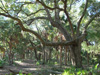 old live oak