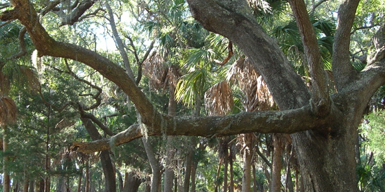 huge, old live oak