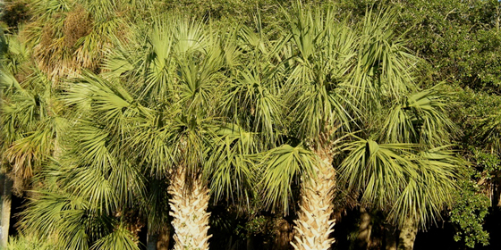 palmetto duos in parkway median