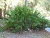 saw tooth palmetto bush