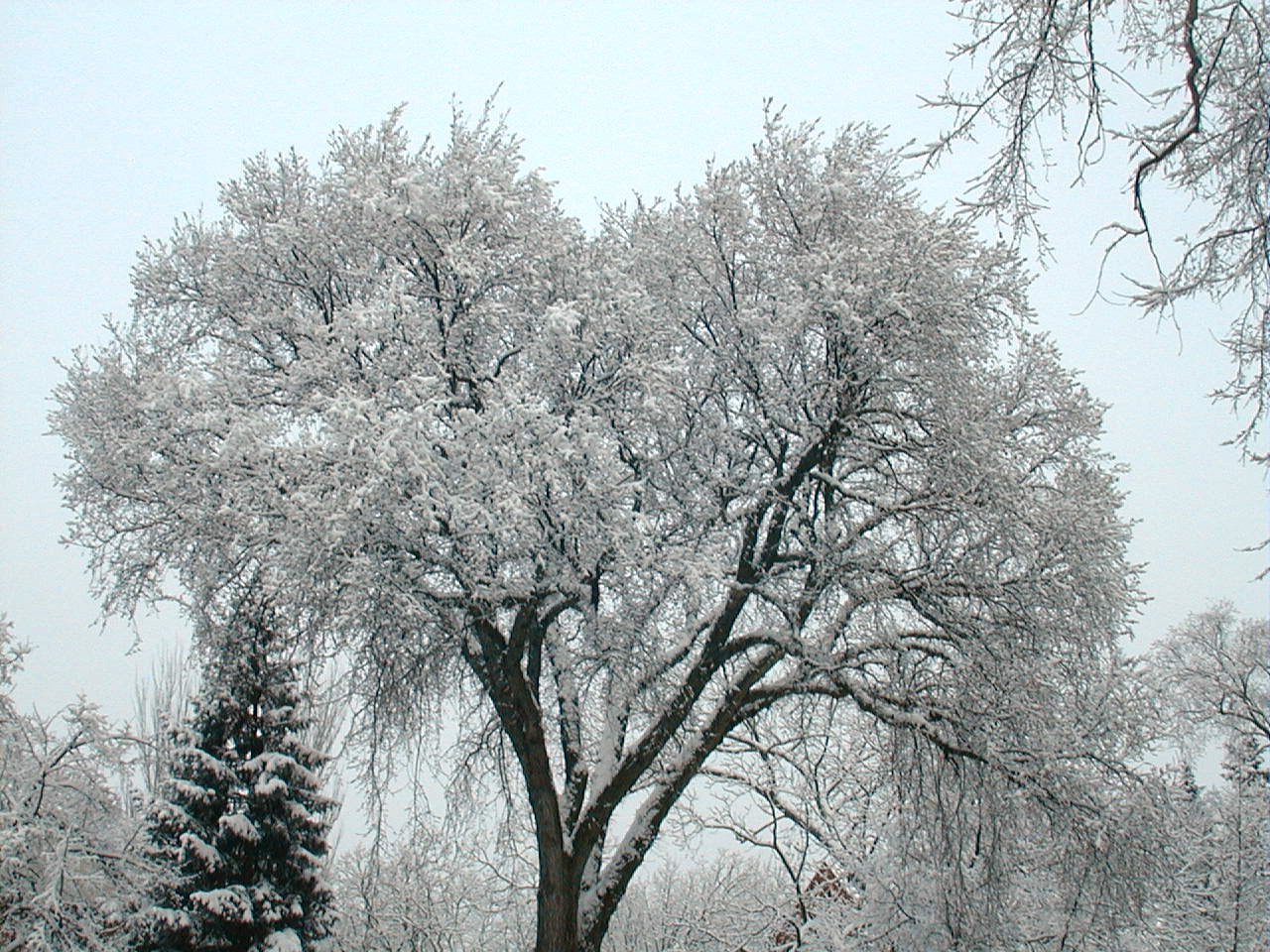 vase shaped tree