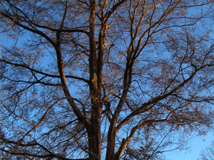 wife and lacebark elm silhouette