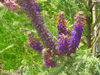 dwarf wild indigo flowers