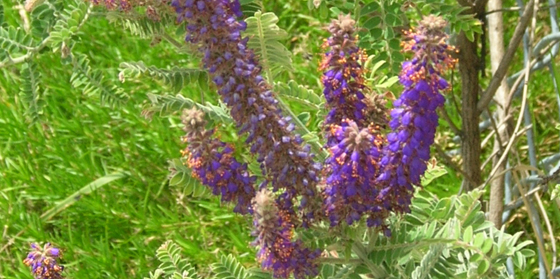 dwarf wild indigo