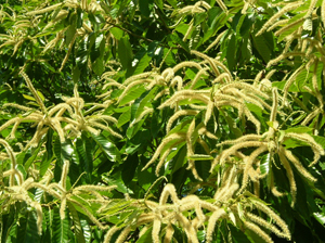 chinese chestnut flowers