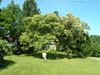 jack's chestnut trees in mansfield, ohio