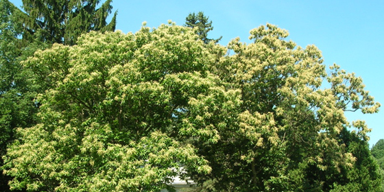 jacks chestnut trees in mansfield