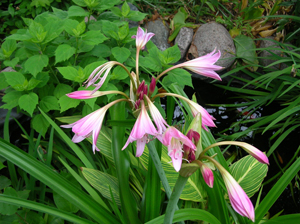 rp crinum in water garden