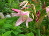 crinum x powelli