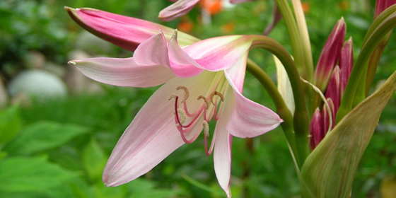 crinum x powelli flower