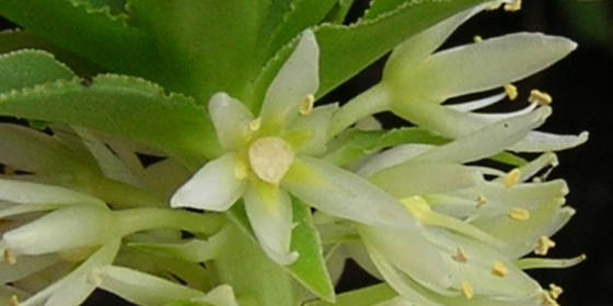 pineapple lily flower