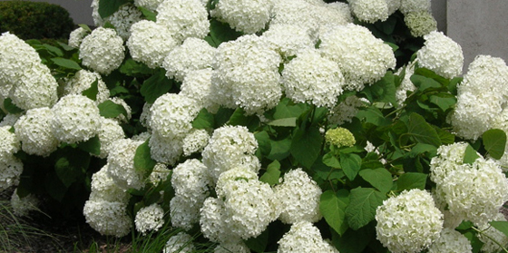 annabelle hydrangea