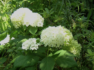 rp annabelle hydrangea