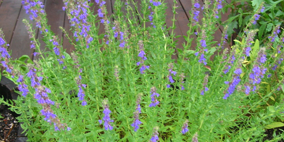 one-side hyssop flowers in herb barrel flowers