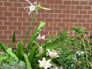 peruvian daffodil in container