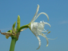 peruvian daffodil