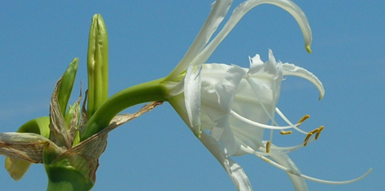 peruvian daffodil