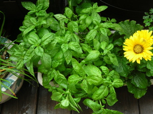 basil and gerbera tray