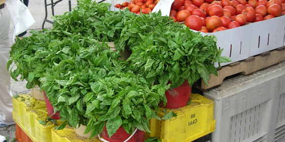 basil pots at farmers market