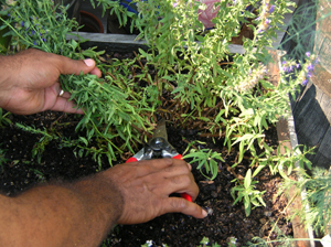 cutting hyssop