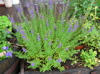 hyssop in barrel