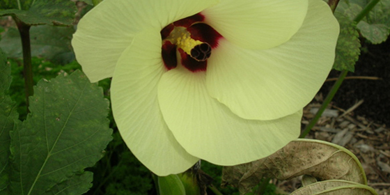 okra flower